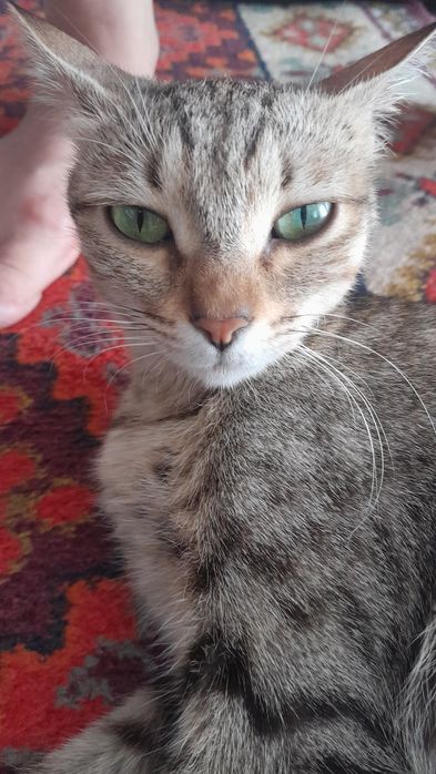 Mushuk oyisi va bitta mushuk bolasi bolasi nar