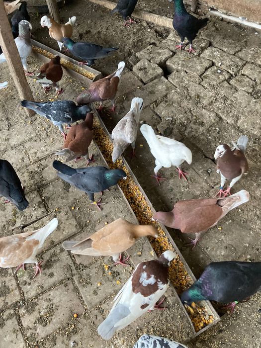 Porumbei germani de vânzare