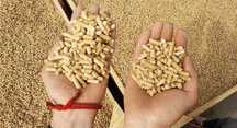 Peleti Premium Rasinoase Calitatea A1 Pret de Producator