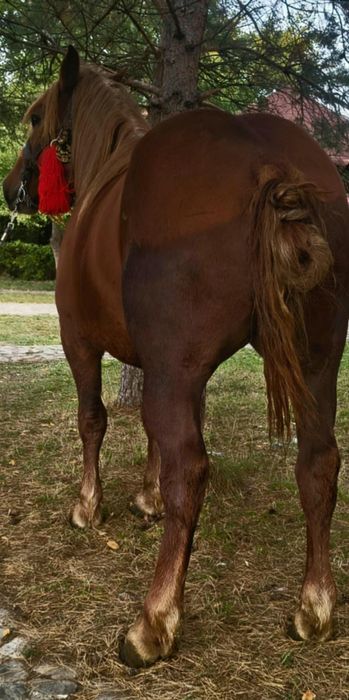 Mânz de 2 ani castrat de vânzare învățat la căruță.