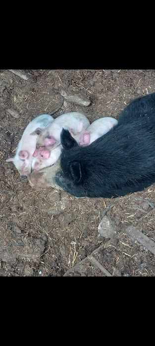 Продавам бременна свиня и юница