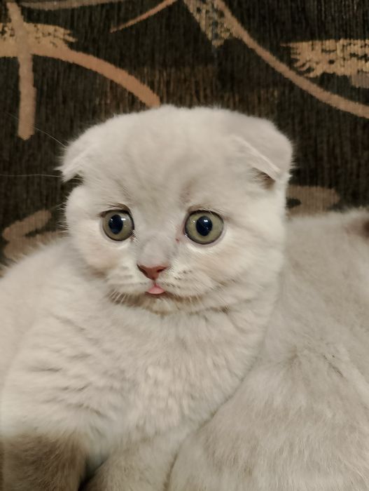 Шотландско клепоухо коте