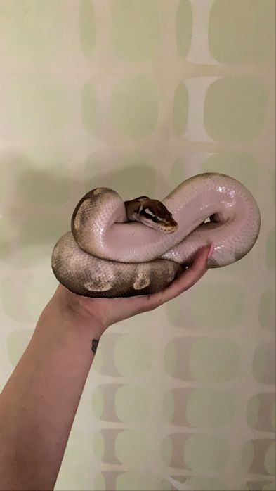 Mă ocup de animale de companie in lipsa stăpânului