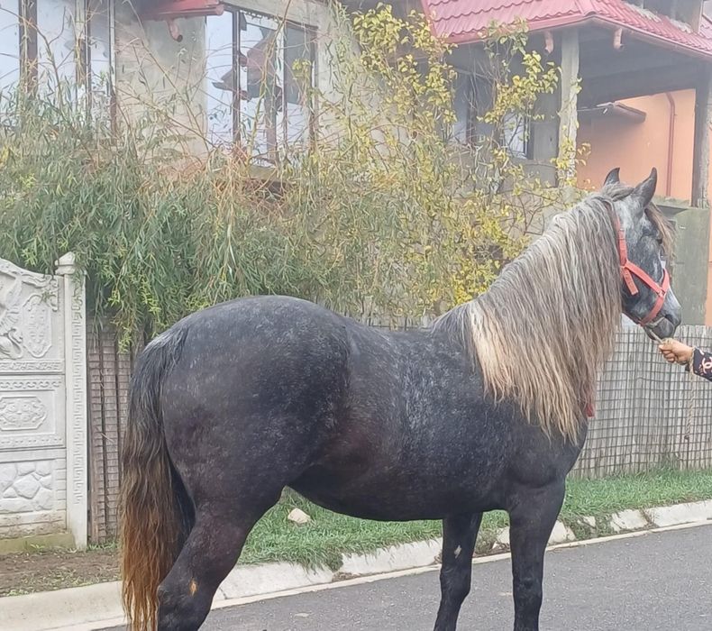 De vânzare iapă învârstă de patru ani foarte cuminte și curată pe pici