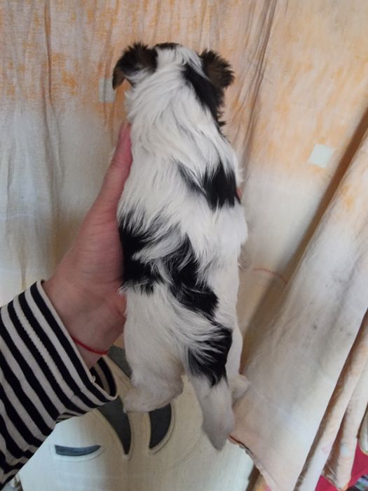 Супер мини бивер йоркширски териер