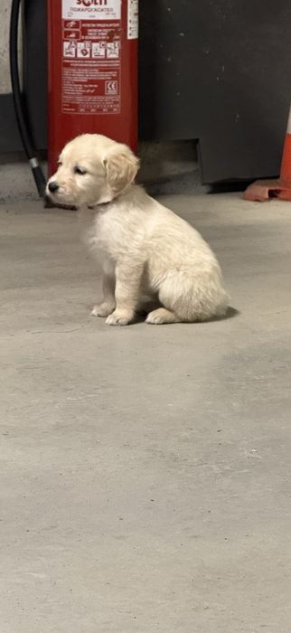 Продавам женски голдън ретривър