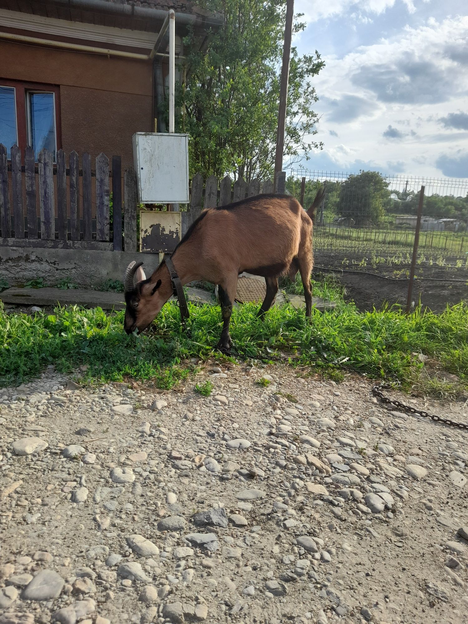 Vând capra alpin  francez