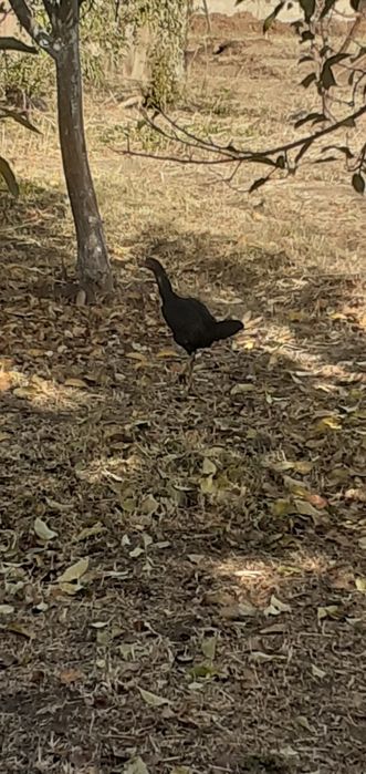 Дакан таук апрельский