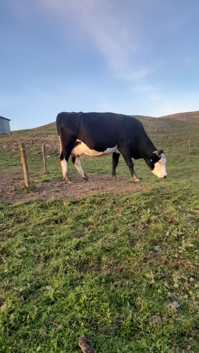Vând vaca gestanta în 4-5 luni