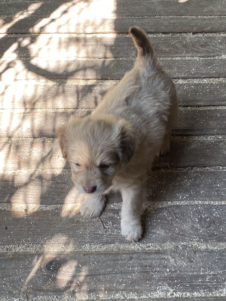Donez căutăm o casa noua