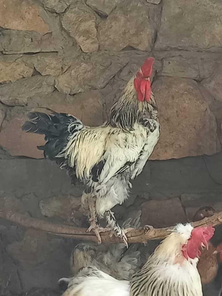 Bramma Xóroz sotiladi