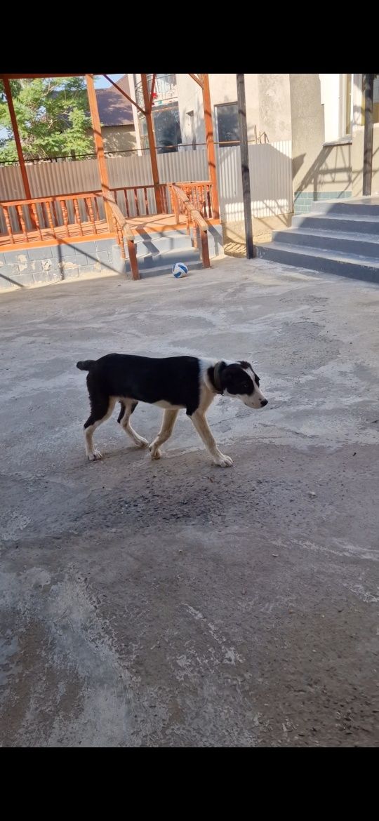 Сабака сабака ит ит