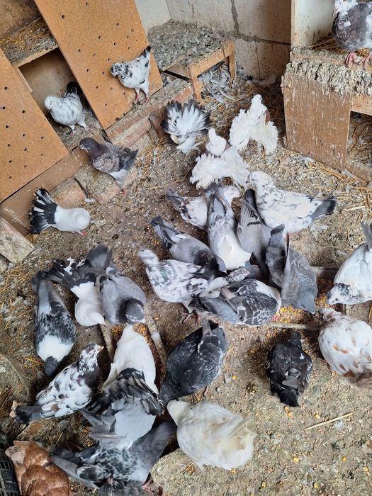 Vand porumbei strasseri.kingi voltati