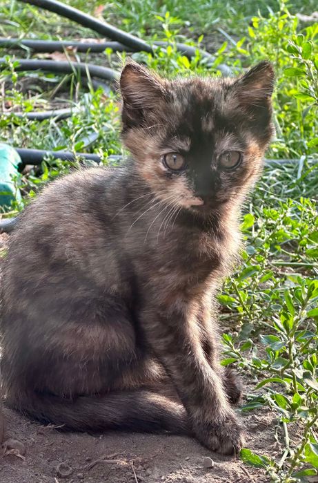 Отдам в хорошие руки котят