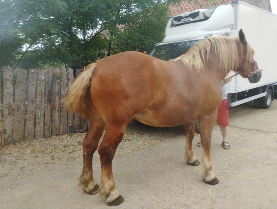 Iapa de  vânzare de 5 ani