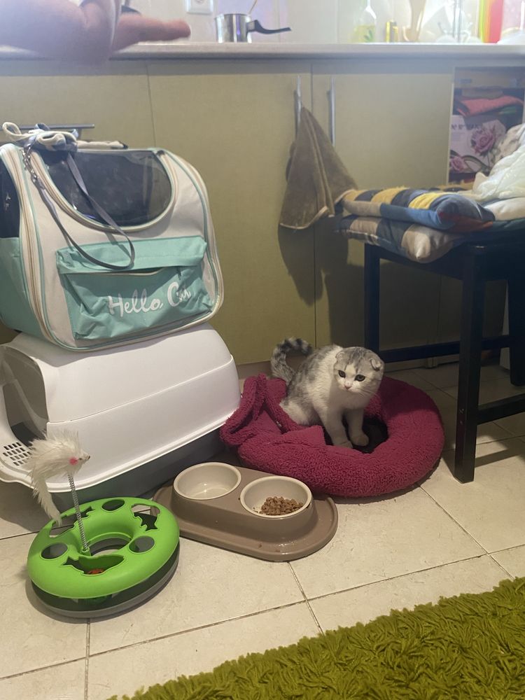 Кошка вислаухи мальчик