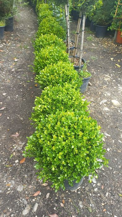 Vă oferim o gamă diversă de plante ornamentale preț accesibil