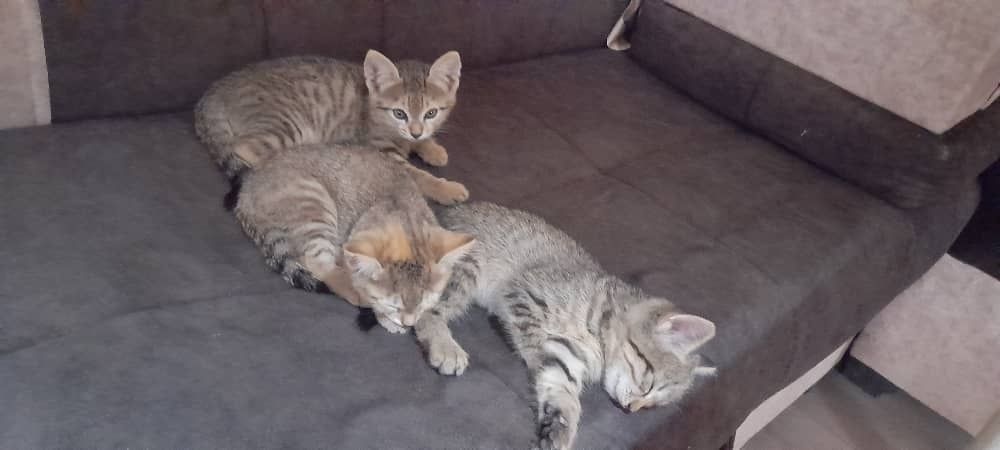 Отдам котят в хорошие руки