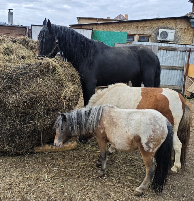Продам пони аппалуза