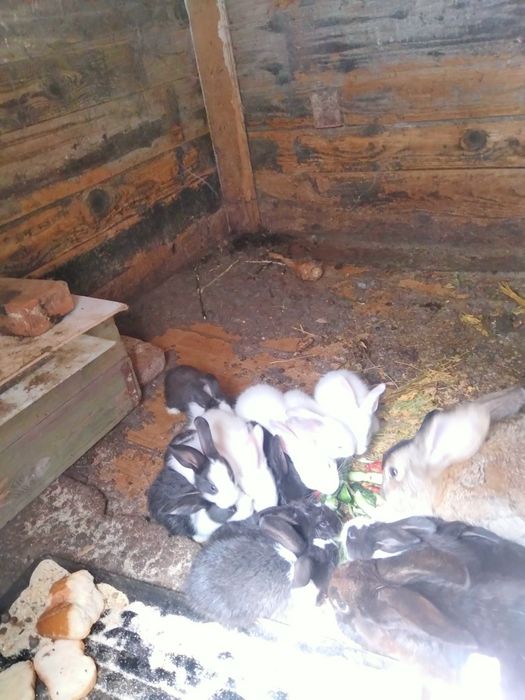 Iepurași de vanzare