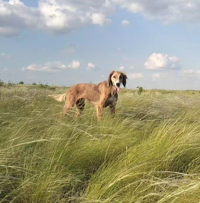 Срочно!Потерялась собака!  Срочно.