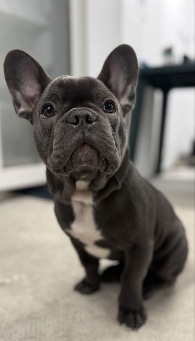 Bulldog francez blue