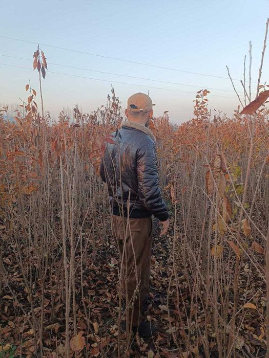 Йирик экспортбоб гилос кучатлари