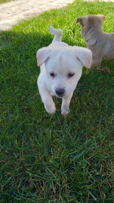 Бели пинчери на два месеца