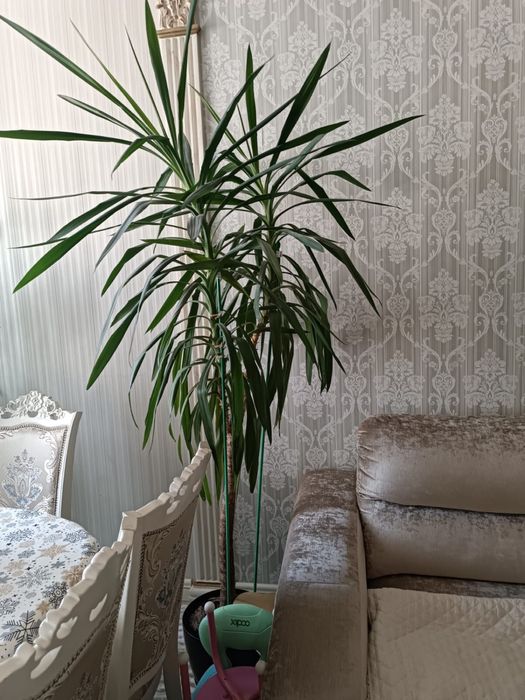 комнатное растение- Юкка, фикус