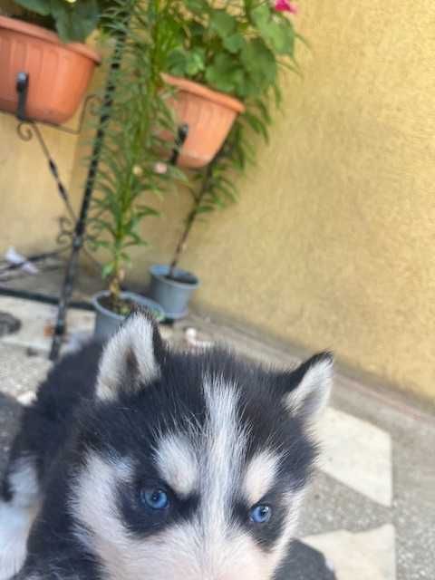 Pui husky siberian