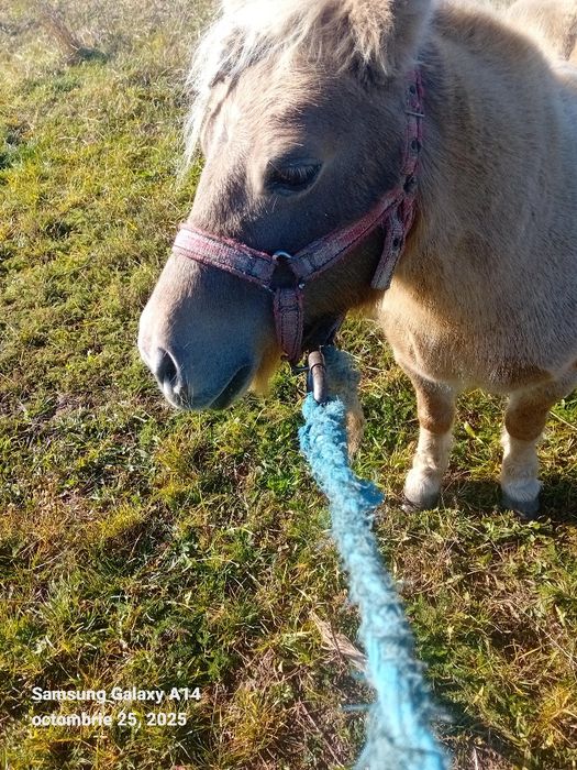 Cal de vanzare Nalatvad Ion Batalan