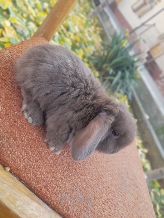 Декаратив куйончалар болалари хархели зурлари сотувда Самарканд шахар