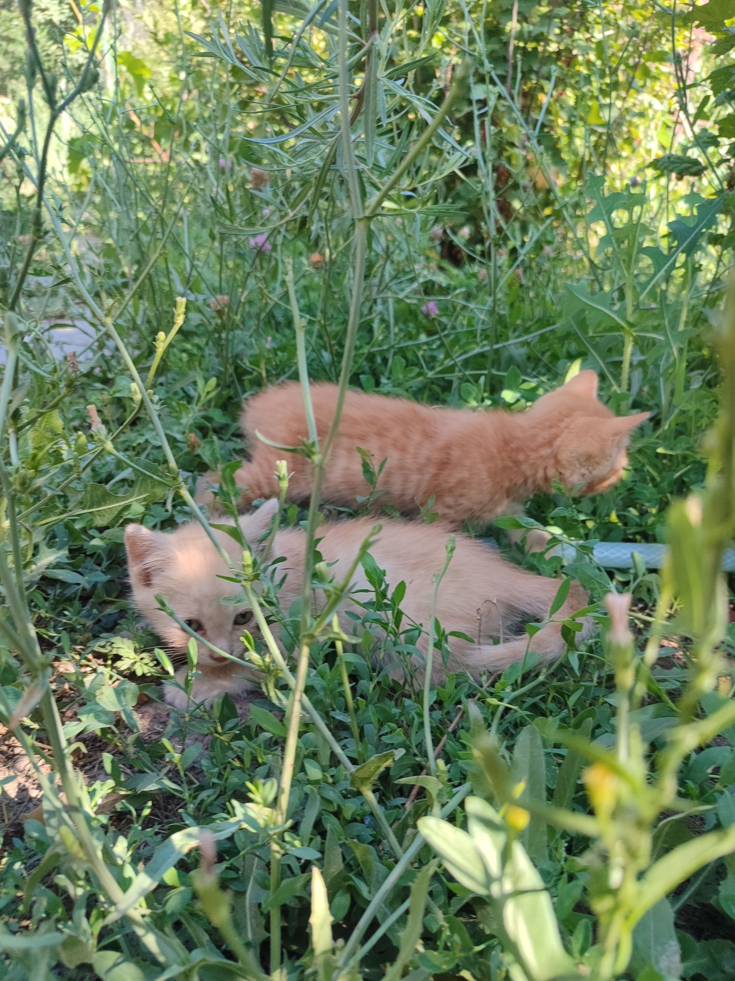 Персиковые котята