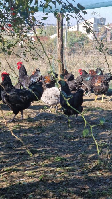 Vând cocosi australorp și wyandotte