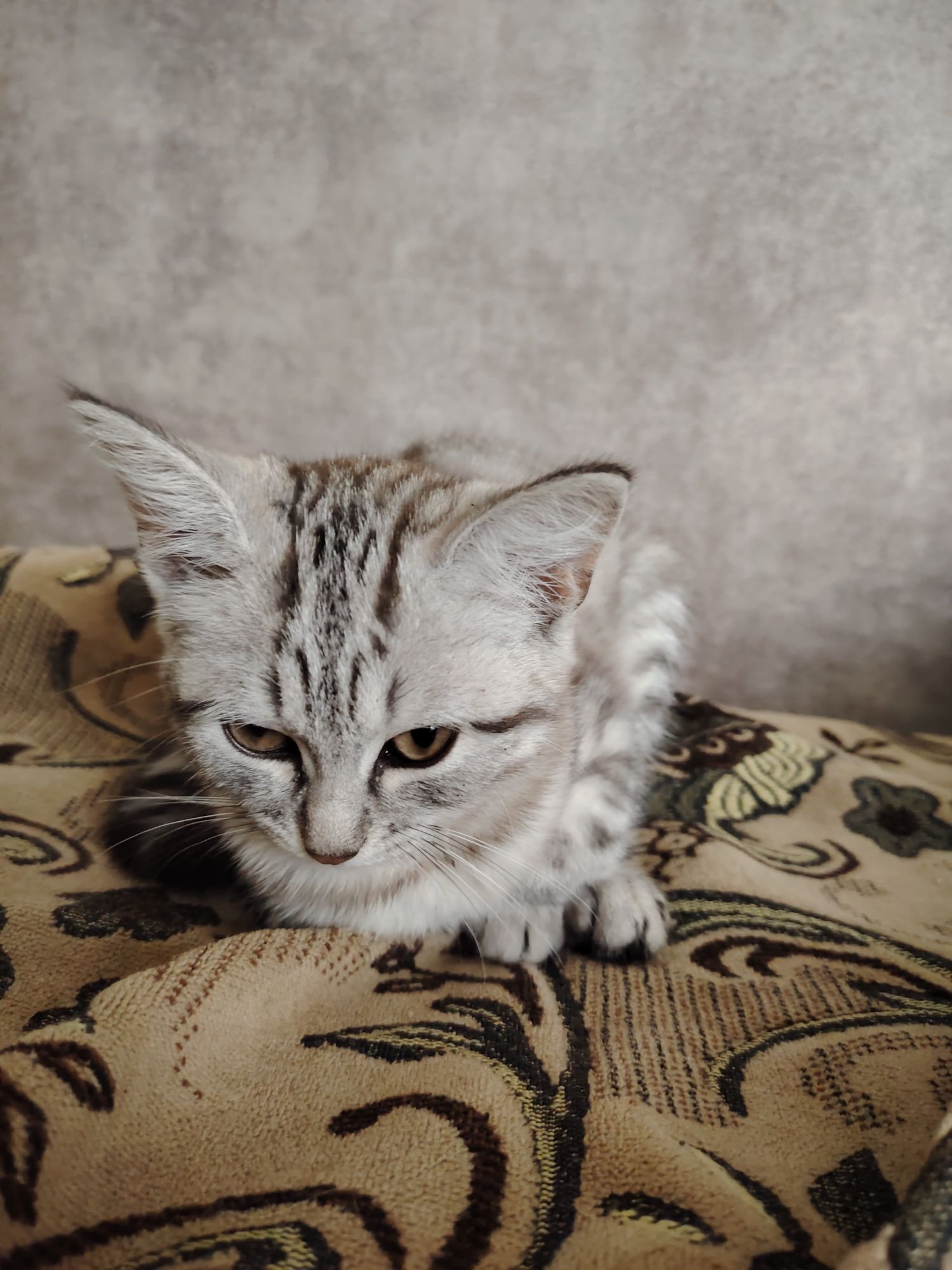 Отдам котенка бесплатно