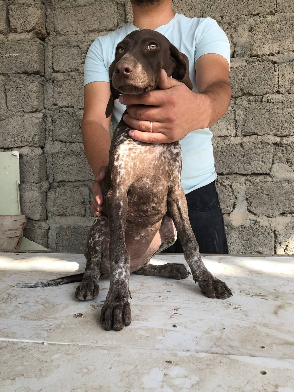 Немецкий короткошерсной легавий куртхар