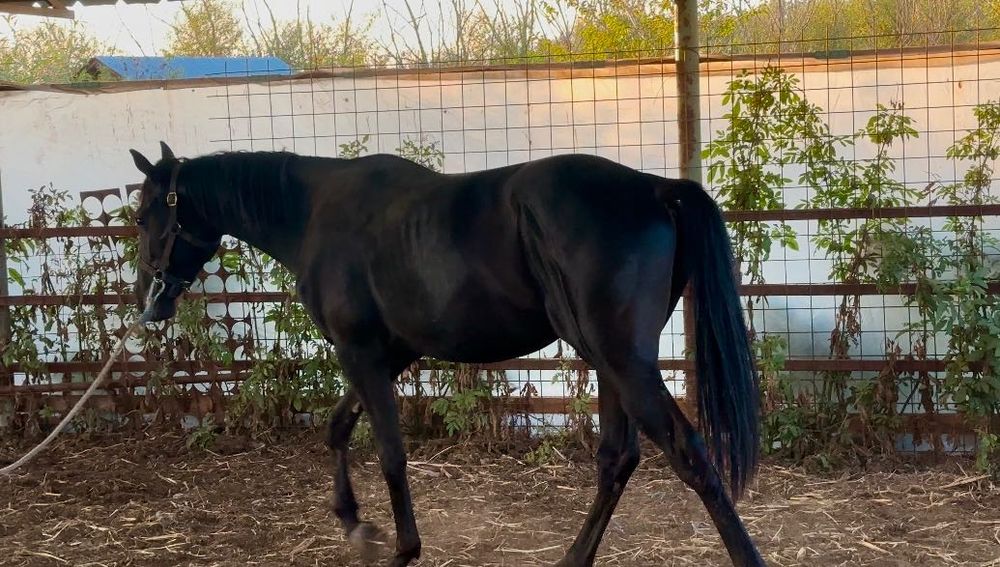 Armasar pur sange englez