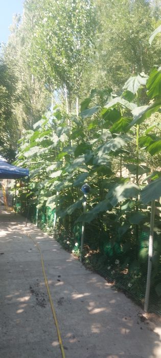 Павлония кучатлари