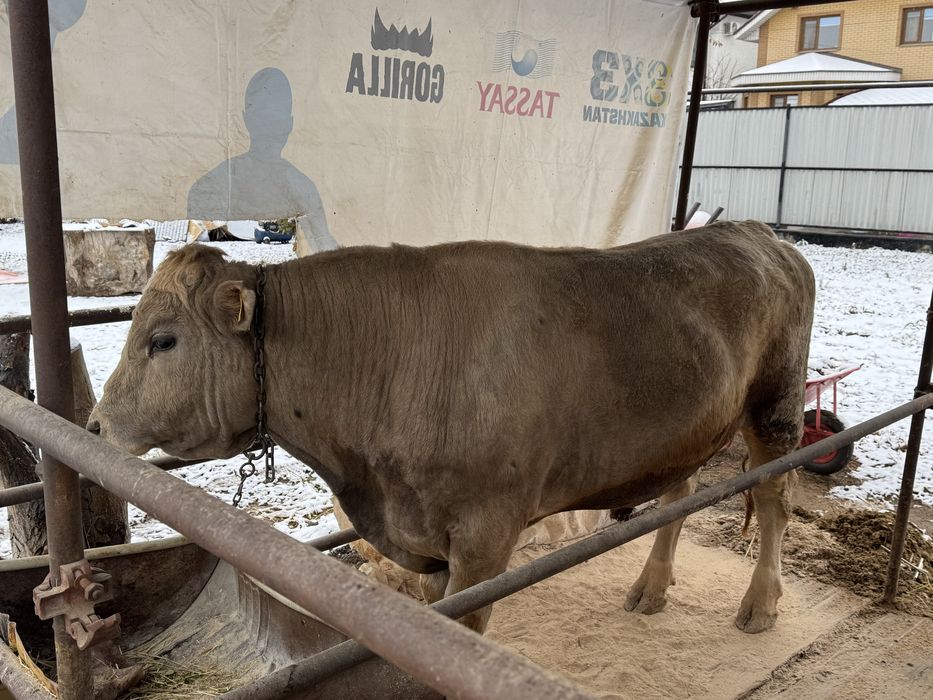 Продам бычка большого