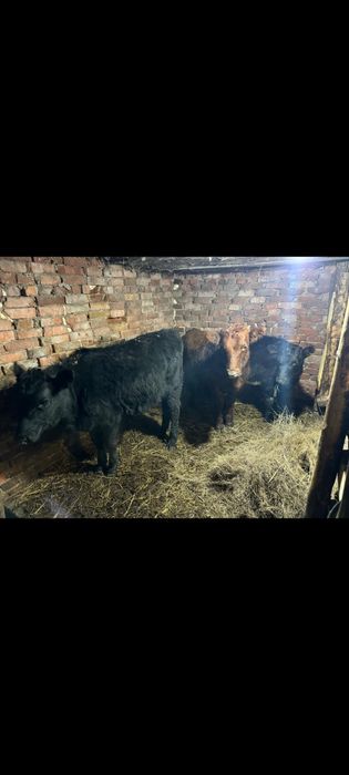 Продам телят тёлочек