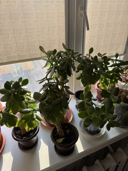 Деннжное дерево