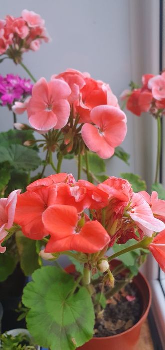 Пеларгония / герань, комнатные растения