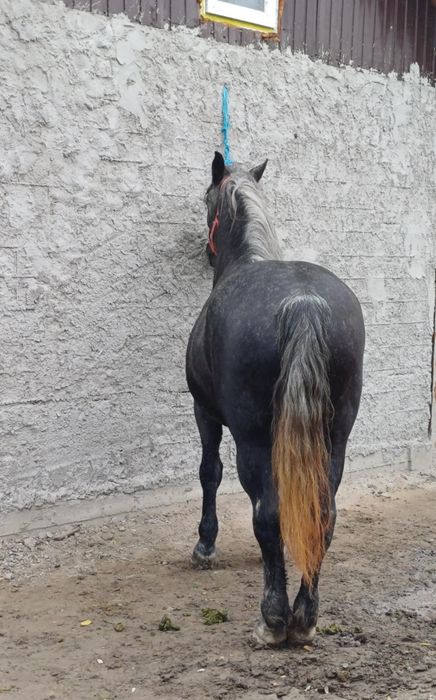 De vânzare iapă învârstă de patru ani foarte cuminte și curată pe pici