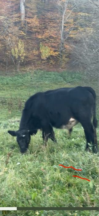 Taurasi metis Belgian cu Limousin