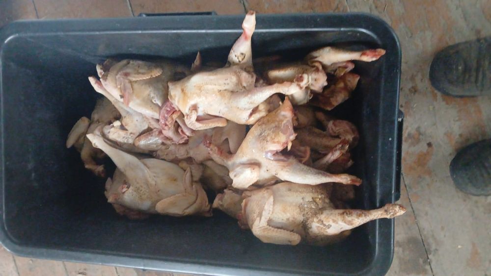 Продам курей 2000