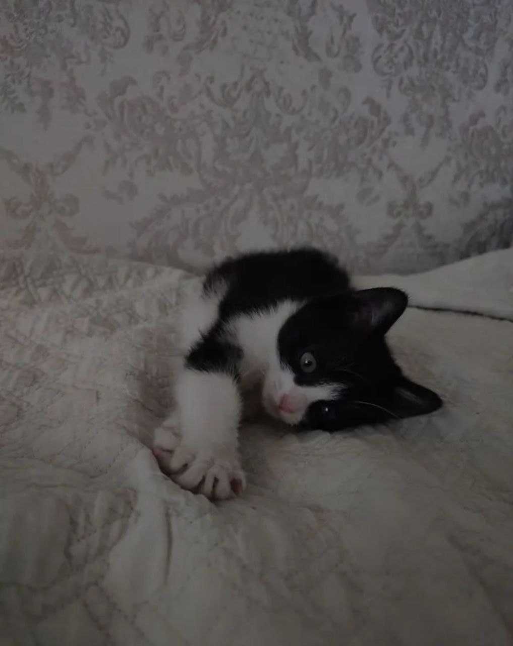Котенок в добрые руки