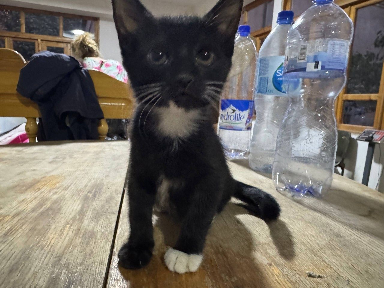 Отдам котят в хорошие руки
