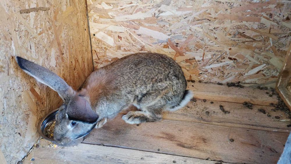 Iepurii de casă blanzi