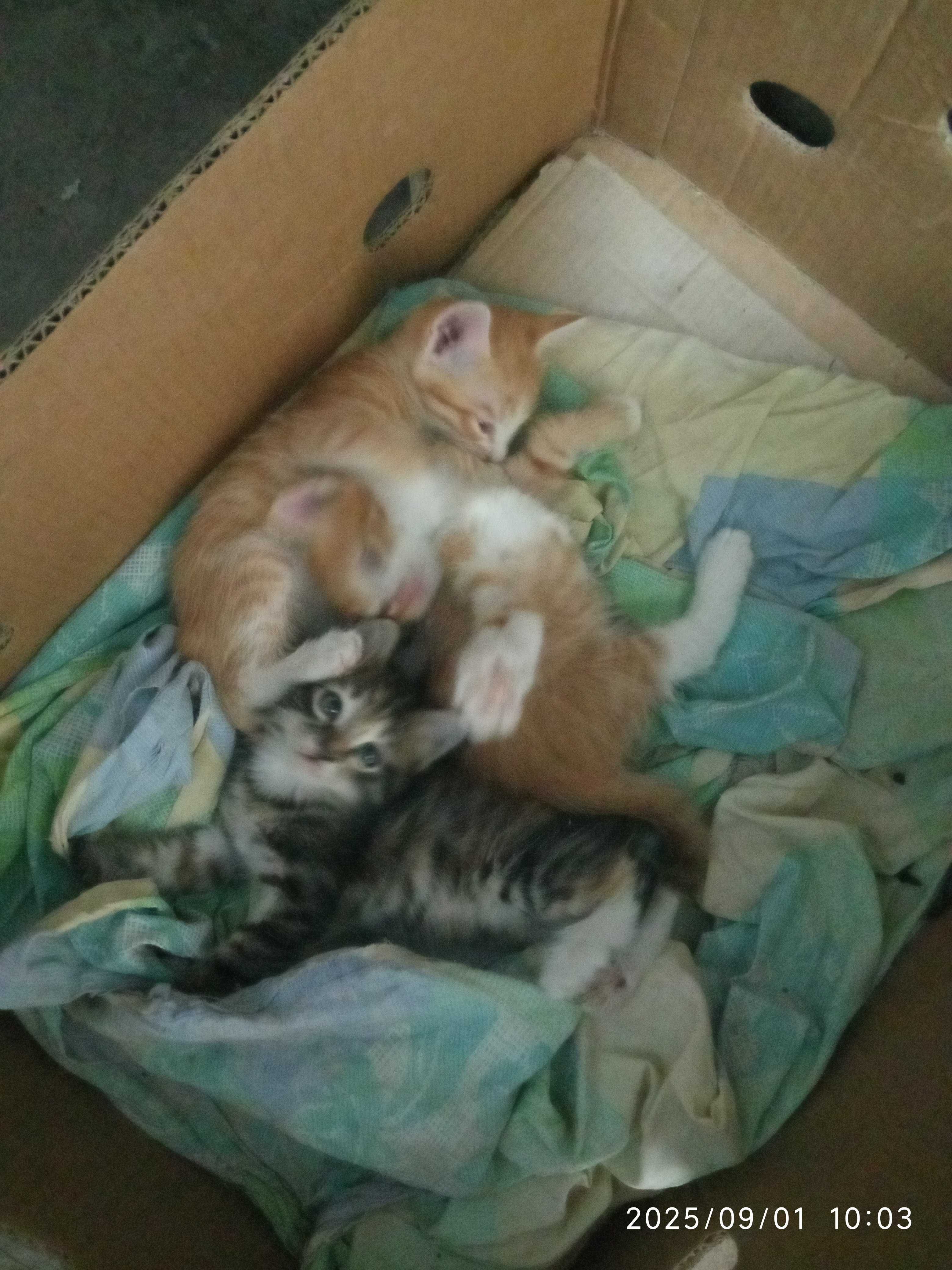 Котята домашние !