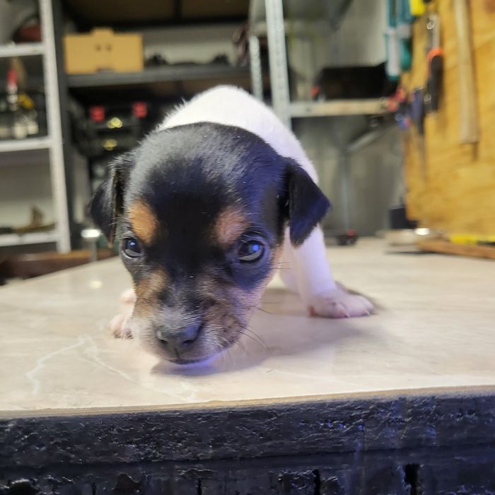 Пинчер немски сърнист